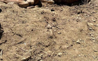 Sivas'ta korkunç olay! 16 büyükbaş hayvan dere yatağına düşerek telef oldu