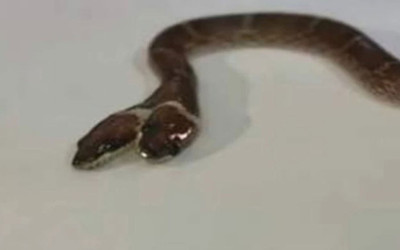 Hindistan'da nadir görülen iki başlı yılan şaşkınlık yarattı