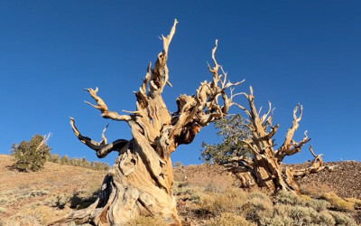 İşte dünyanın en yaşlı ağacı Methuselah! Tam 4 bin 858 yaşında