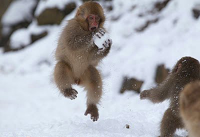Kartopu oynayan Japon kar maymunları - Resim: 4