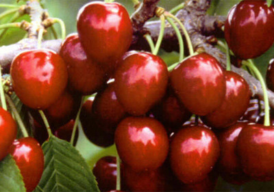 Mutluluk veren besinler - Resim: 2