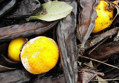 Faydaları saymakla bitmez - Resim: 1