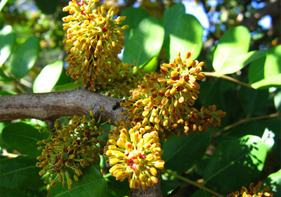 Faydaları saymakla bitmez - Resim: 3