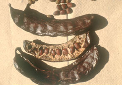 Faydaları saymakla bitmez - Resim: 4