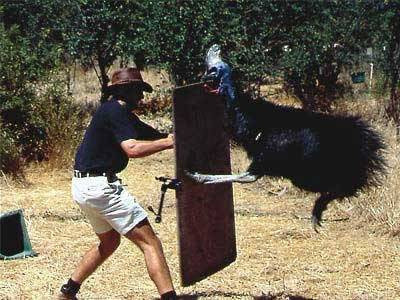 Dünyanın en tehlikeli kuşu: Cassowary - Resim: 2