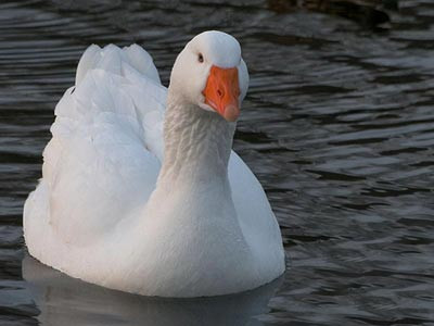 Dünyada yaşanmış sıra dışı olaylar! - Resim: 2