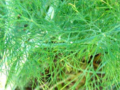 Faydaları saymakla bitmez - Resim: 2