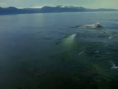 Dev yaratık böyle görüntülendi - Resim: 2