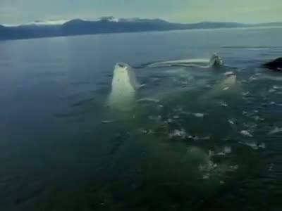 Dev yaratık böyle görüntülendi - Resim: 3