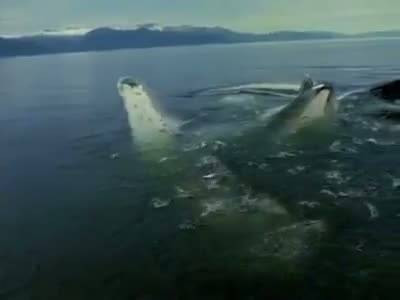 Dev yaratık böyle görüntülendi - Resim: 4