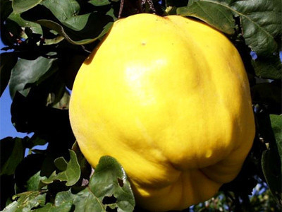 Ayvayı yememek için - Resim: 2