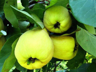 Ayvayı yememek için - Resim: 4