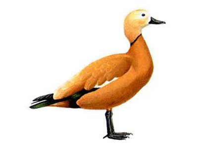 Pezevenk ne demek? - Resim: 2