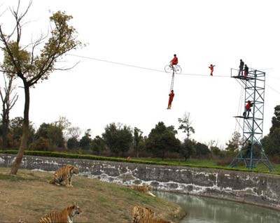 Kaplanlar cambazlara çok sinirlendi - Resim: 4