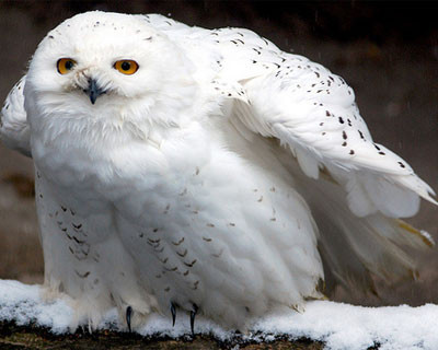 En sosyetik hayvan - Resim: 2