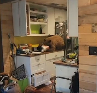 Mutfak tezgahında sipariş ettiği bir kova tavuğu yiyen ayıyla karşılaştı - Resim: 0