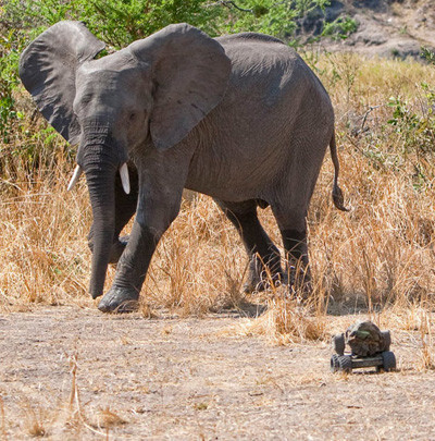 Hayatta kalmak için öldürüyorlar - Resim: 4