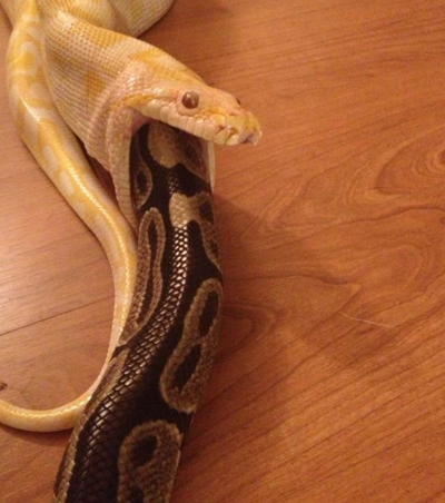 Aç piton sonunda bunu yuttu - Resim: 3