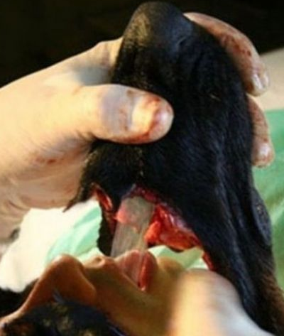 Köpek adam dümeni ortaya çıktı! - Resim: 4