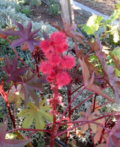 Bu bitkiler öldürüyor - Resim: 2