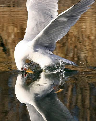 Bu hıza yetişebilir misiniz? - Resim: 4
