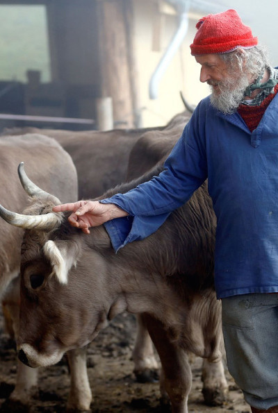 İneklerin boynuzları için referandum yapılacak Kararı İsviçre halkı verecek - Resim: 4
