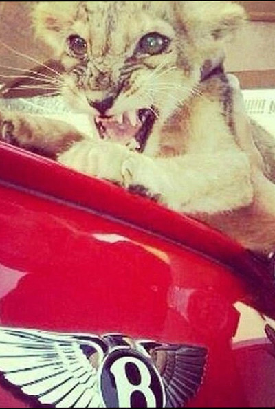 Bücür baron banknotlarla sehpa yapmış - Resim: 3