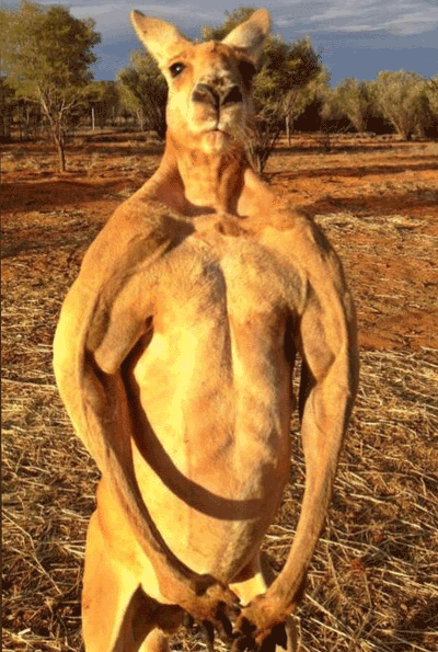 Kasları ile efsane kangurudan kötü haber - Resim: 3