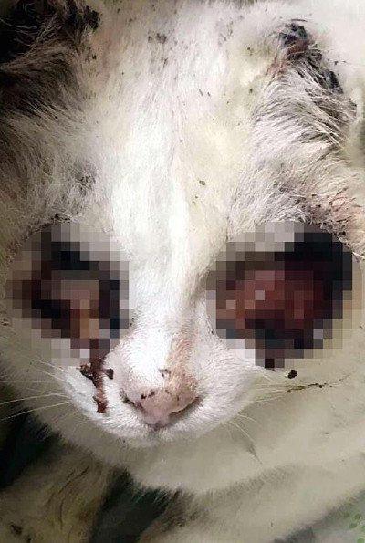 Gözleri oyulan kedi haberinde şok gelişme - Resim: 4