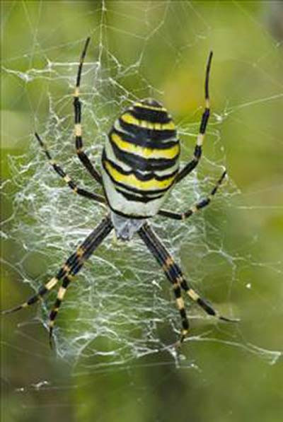 İlginç bilgiler - Resim: 4