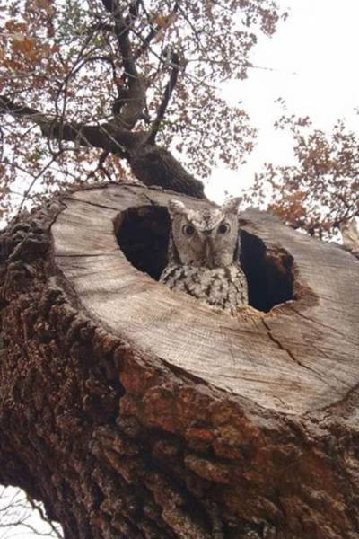 Günün en çılgın 55 fotoğrafı - Resim: 4