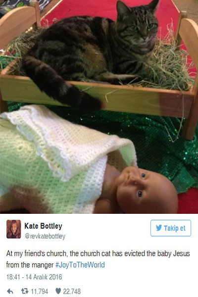 Kedisini kısırlaştırdı koni taktı ama... Kediye bakın - Resim: 3