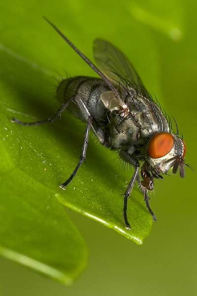 Hayvanlar ve bilinmeyen yönleri - Resim: 3