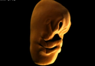 Anne karnında hayat böyle başlıyor - Resim: 1