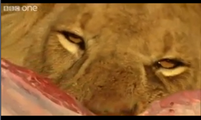 Vahşi yaşamdan çarpıcı görüntüler - Resim: 4