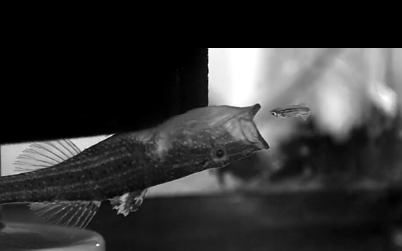 Büyük balığın küçük balığı yuttuğu an - Resim: 3