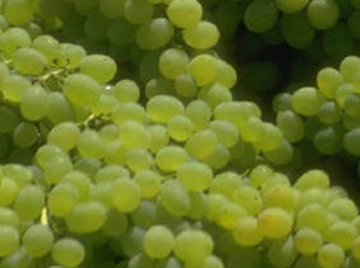 Bu meyveler 'ilaç' gibi  - Resim: 3