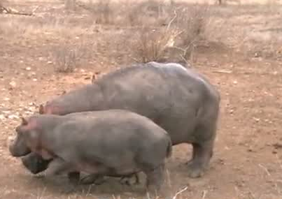 Aslanlar su aygırına acımadı ve... - Resim: 2