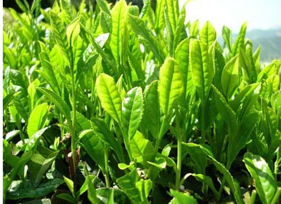 Çayın mucizelerine tanık olun - Resim: 2