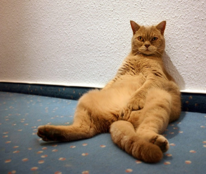 Bugün Dünya Kediler Günü - Resim: 1