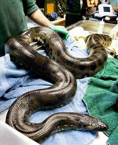 İnek yutan dev yılan! - Resim: 1