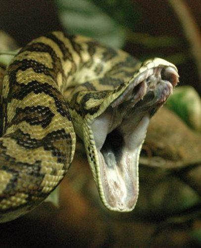 Hayvanlar esnerse - Resim: 3