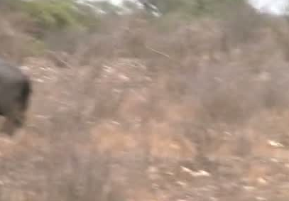 Aslanlar su aygırına acımadı ve... - Resim: 4