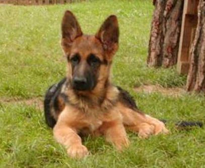 Böylesi ne görüldü ne duyuldu! - Resim: 4