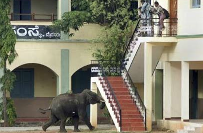 Öfkeli fili durdurmak mümkün olmadı - Resim: 4