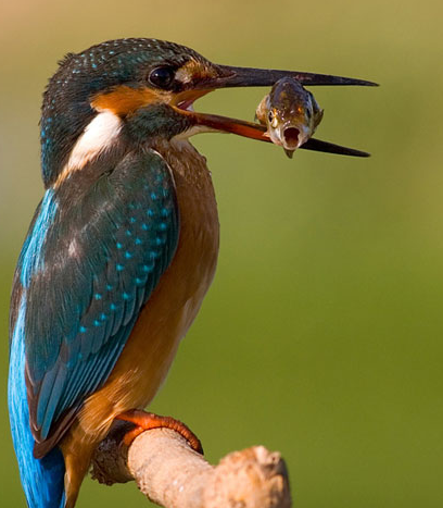 Kartal avını affetmedi ve böyle saldırdı - Resim: 3