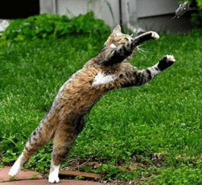 Ava giderken av oldular! - Resim: 3