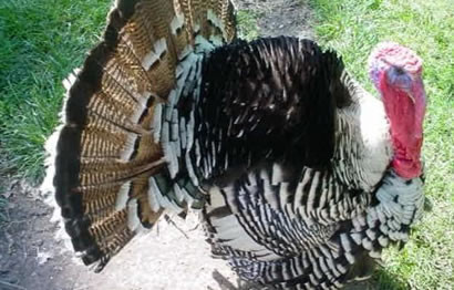 Bu bildiklerimiz yanlış - Resim: 4