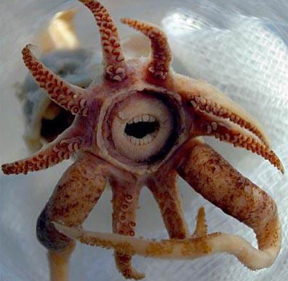 İnsan gibi dişleri var - Resim: 3