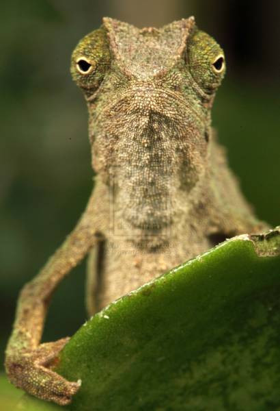 Günün en çılgın fotoğrafları - Resim: 2